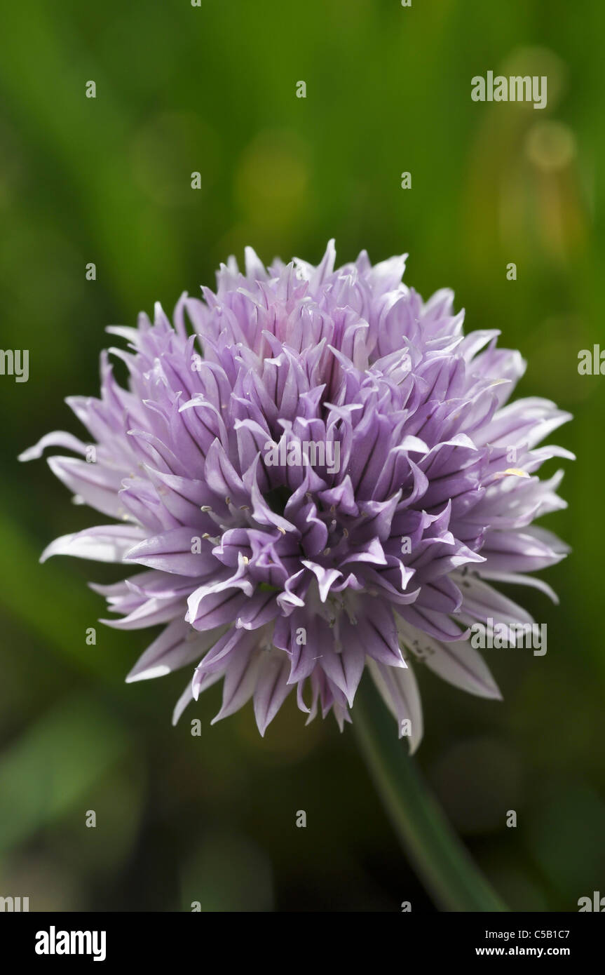 Chives flower Stock Photo 37736615 Alamy