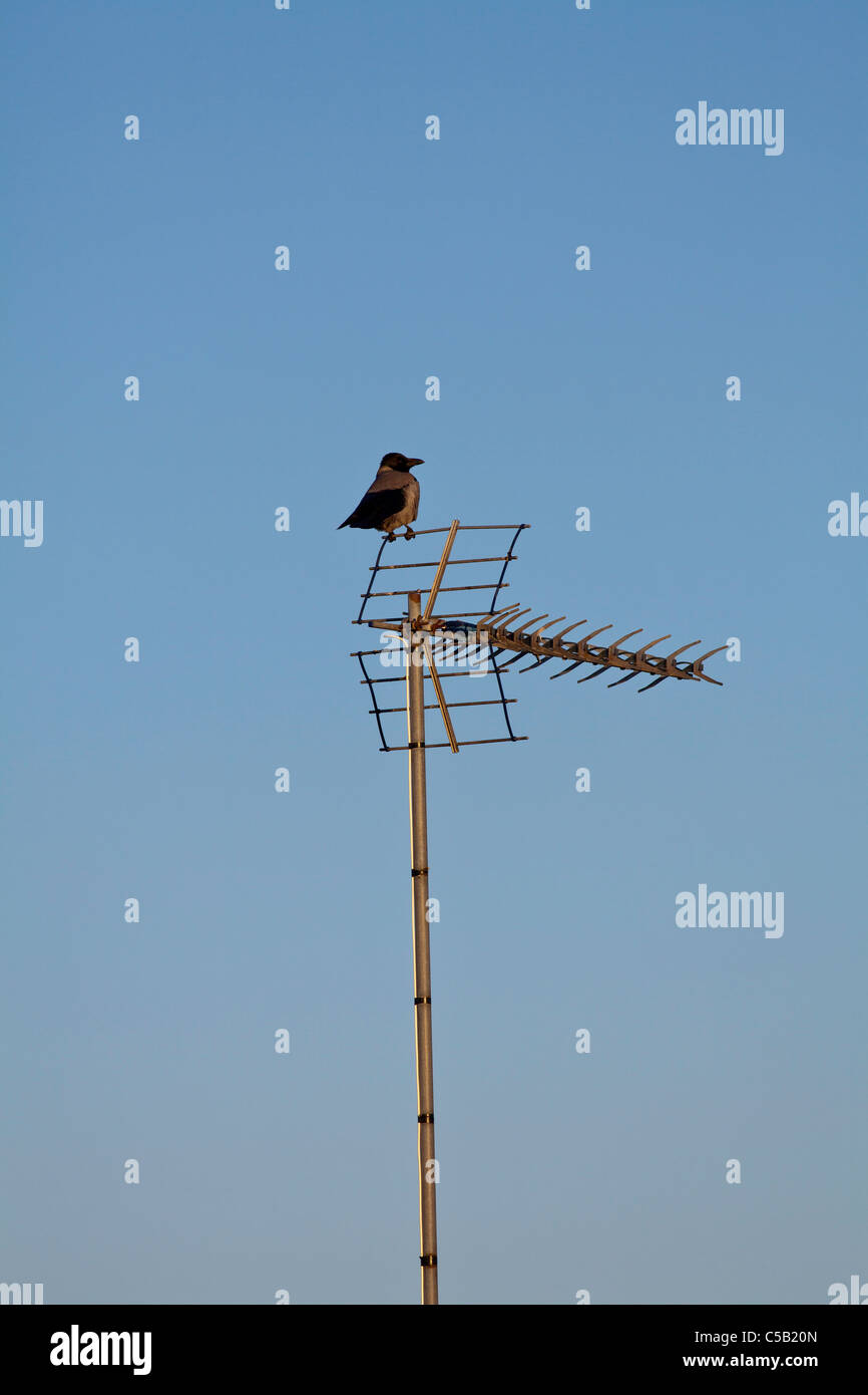 clear blue tv antenna