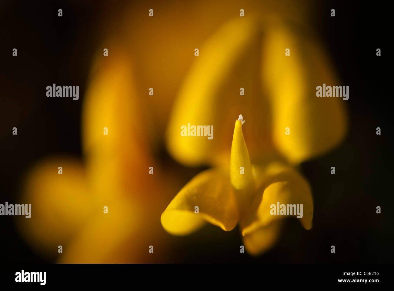 Close up of Lotus corniculatus. Also known as birds foot trefoil. Stock Photo