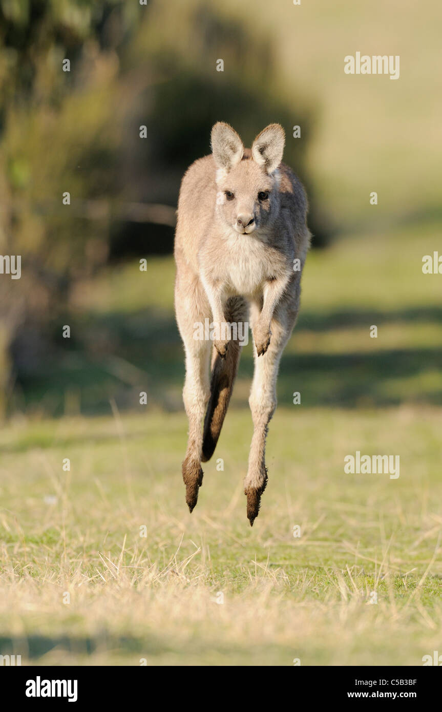 Eastern Grey Kangaroo Macropus giganteus Bounding Photographed in ACT, Australia Stock Photo
