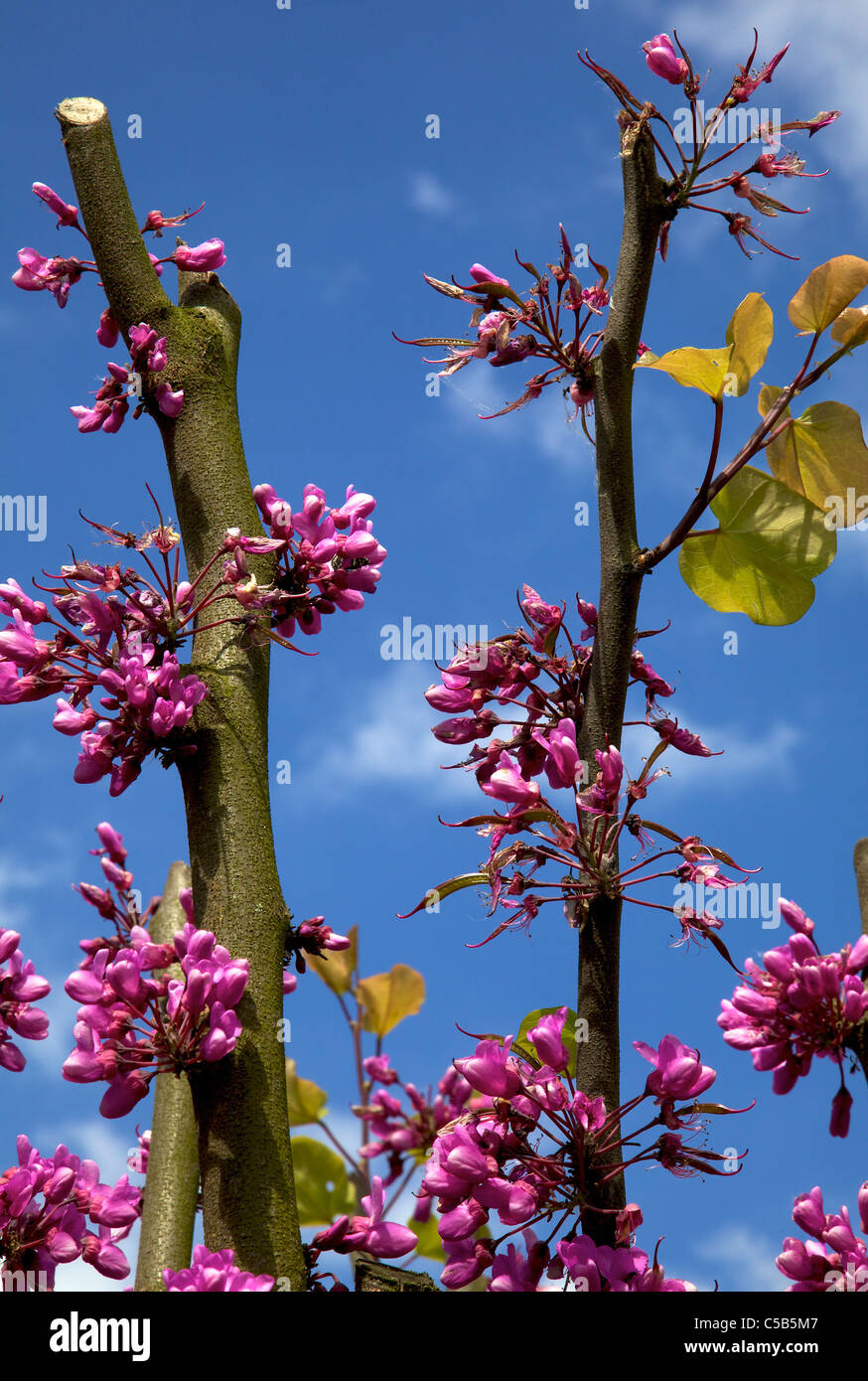 Spring green flowering trees hi-res stock photography and images - Alamy