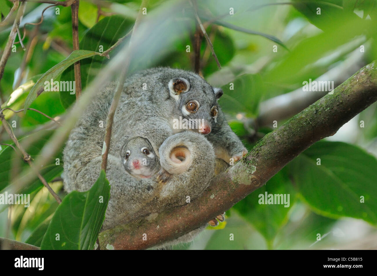 Green Ringtail Possum Pseudocheirus archeri Female with baby in pouch Photographed in Queensland, Australia Stock Photo