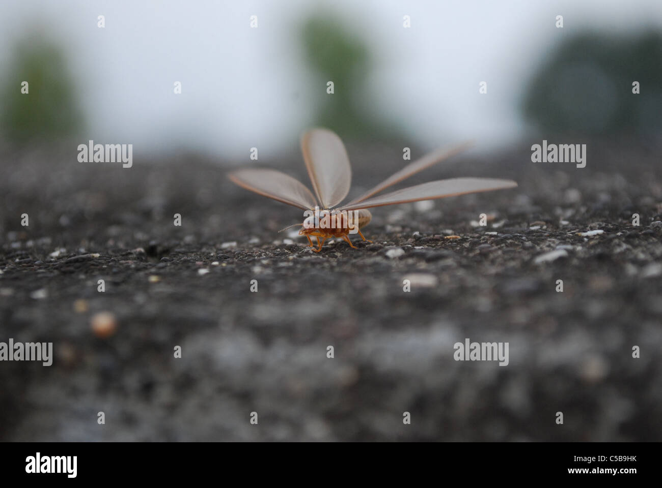 termite white ant fly close-up, Stock Photo