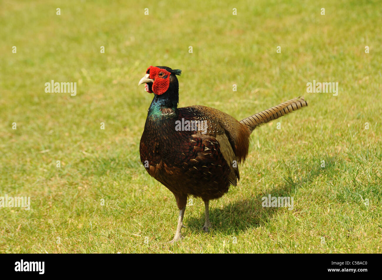 Pheasant on grass Stock Photo