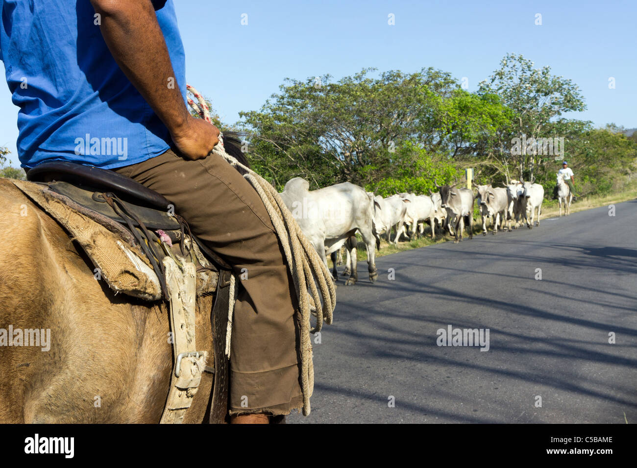 Cowboys driving cattle hi-res stock photography and images - Alamy