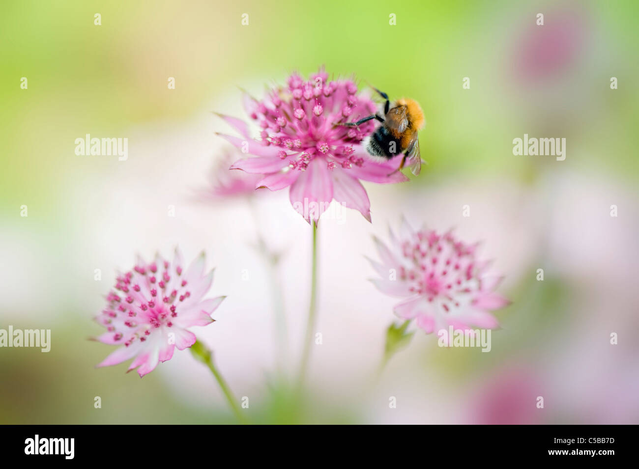 A european Honeybee  - Apis mellifera collecting pollen from and Astrantia flower -masterwort Stock Photo