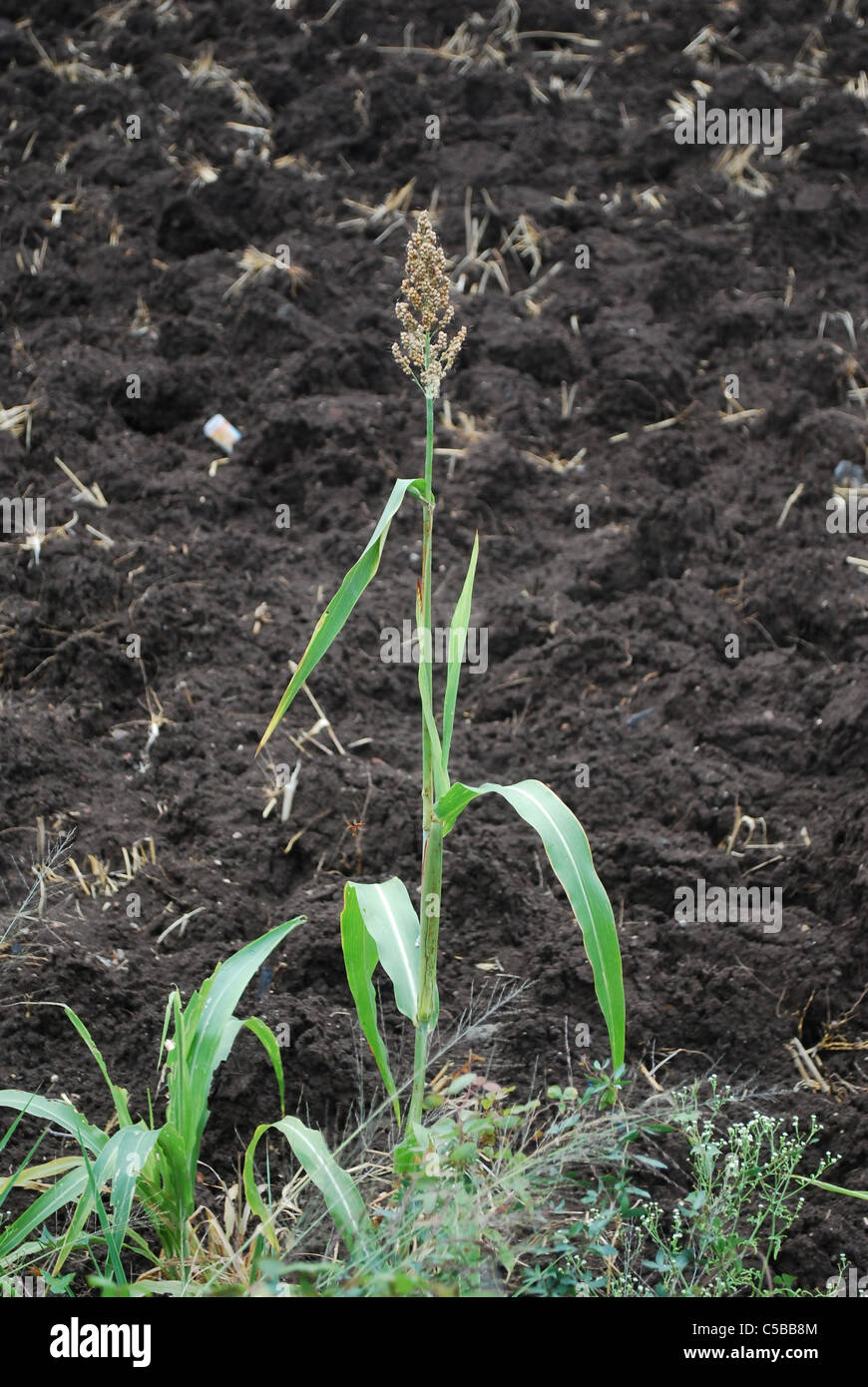 jowar,barnyard millet corn Stock Photo Alamy