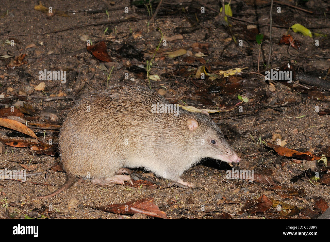 Northern Brown Bandicoot Isoodon macrourus Photographed in Queensland ...