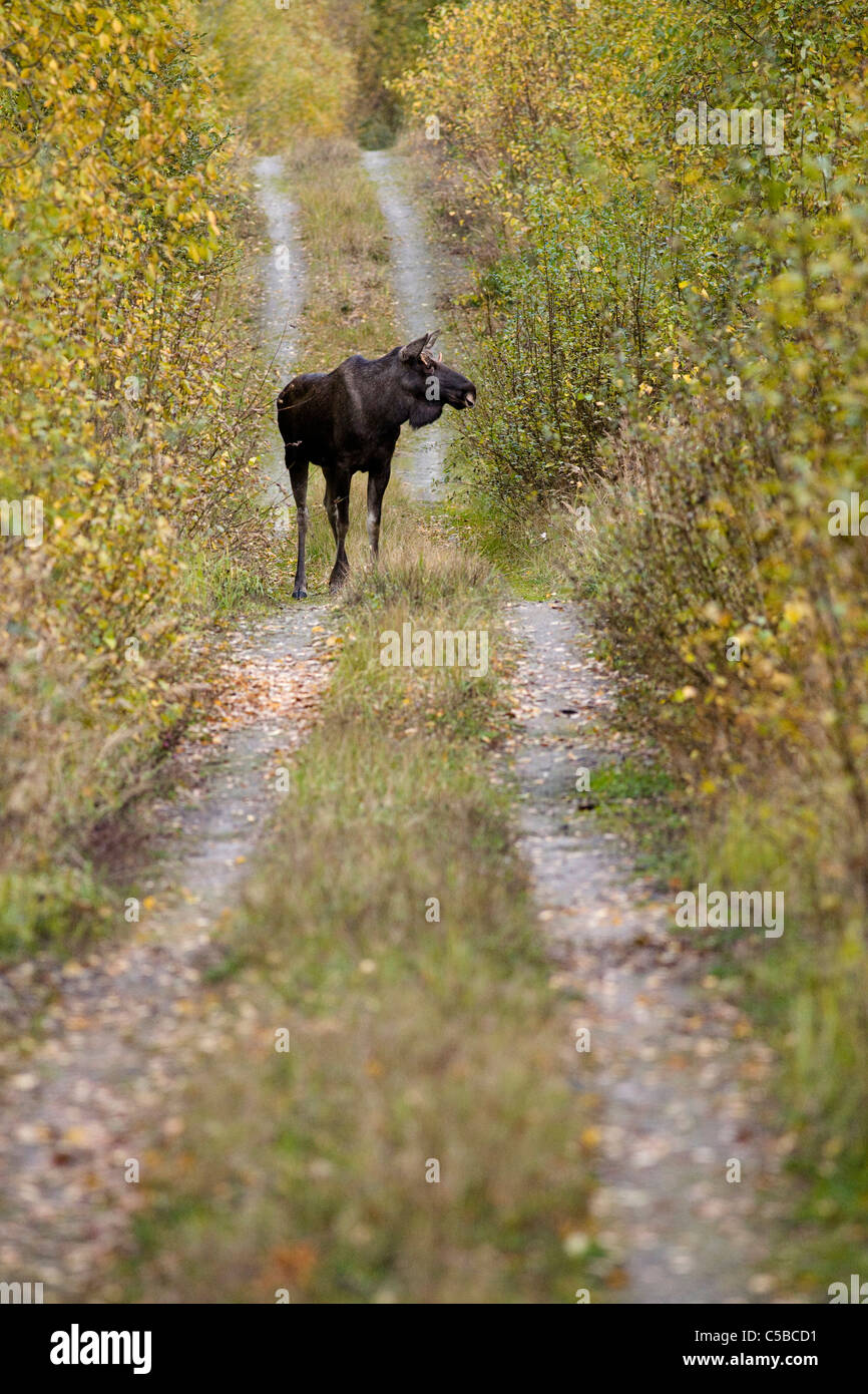 Moose elk on road hi-res stock photography and images - Alamy