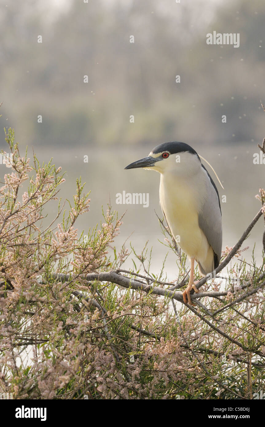 Black-crowned Night Heron Nycticorax nycticorax Photographed in the Camargue, France Stock Photo