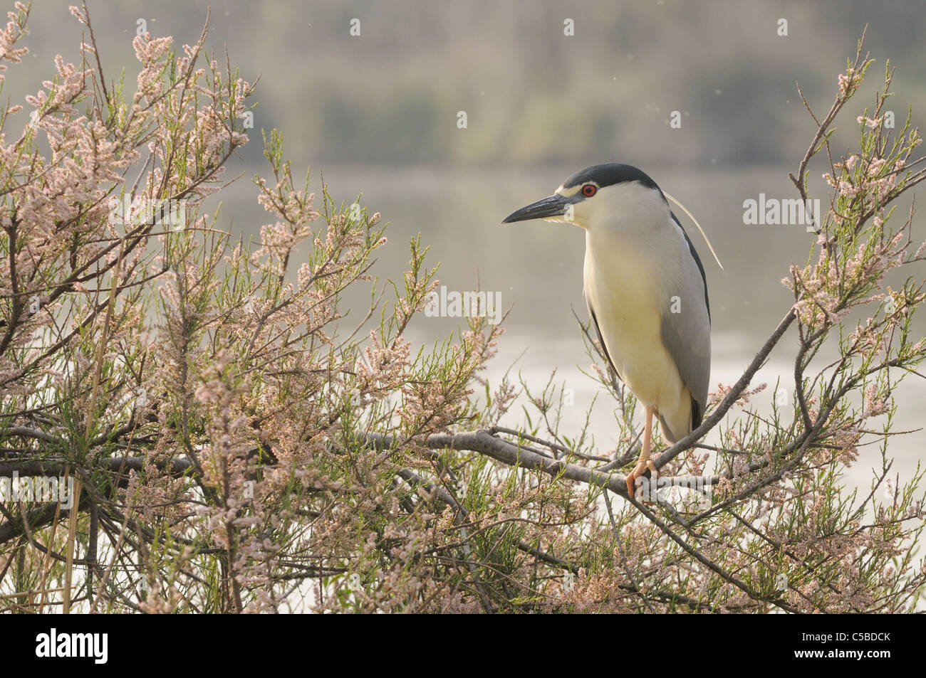 Black-crowned Night Heron Nycticorax nycticorax Photographed in the Camargue, France Stock Photo