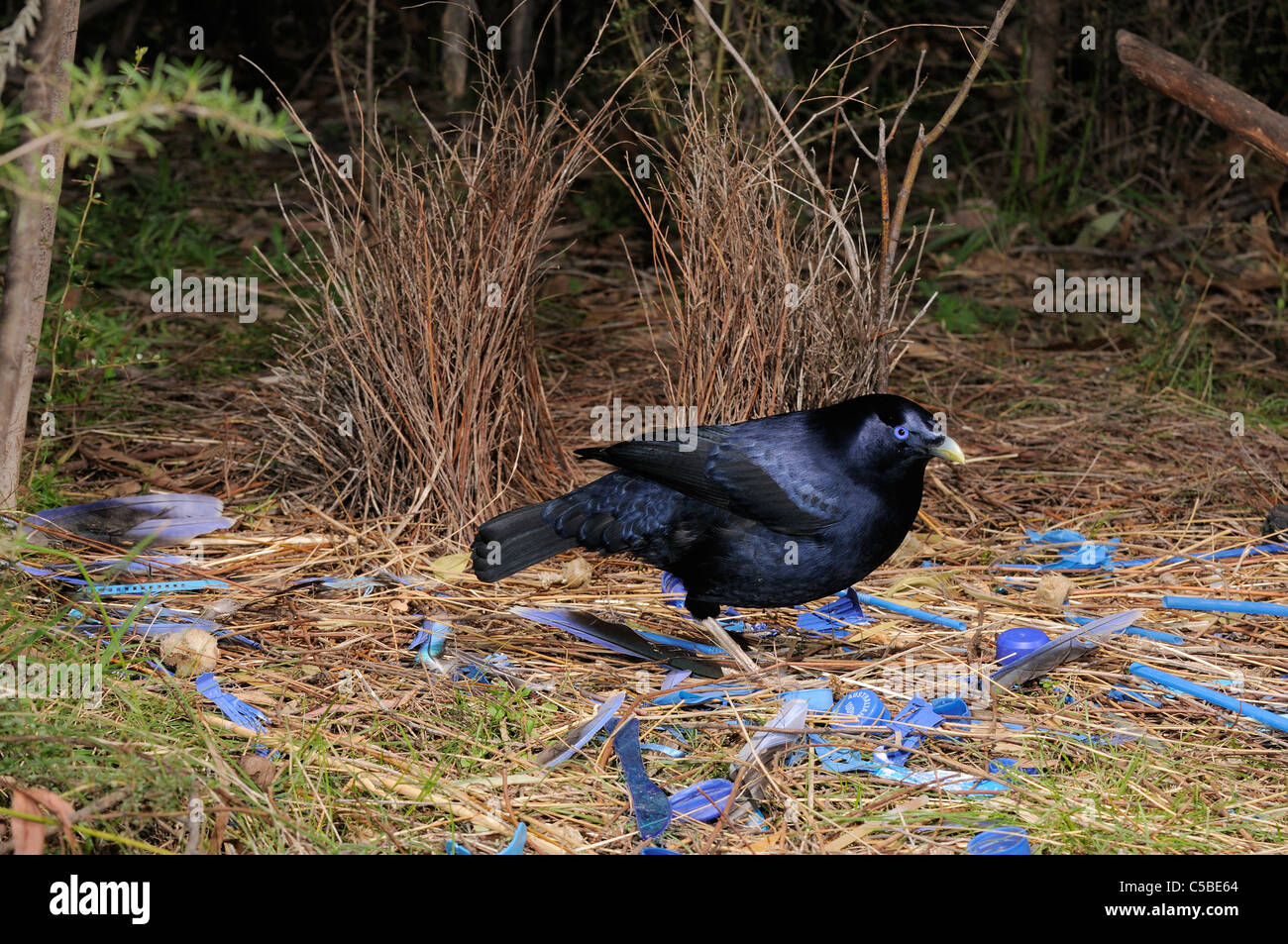 Satin Bowerbird Ptilonorhynchus violaceus Male at bower Photographed in ACT, Australia Stock Photo