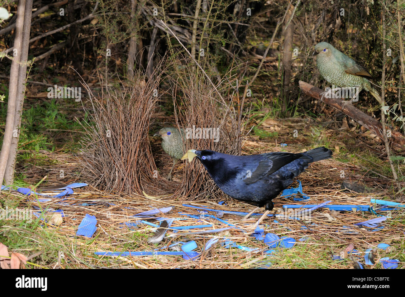Satin Bowerbird Ptilonorhynchus violaceus Male and two females at bower Photographed in ACT, Australia Stock Photo