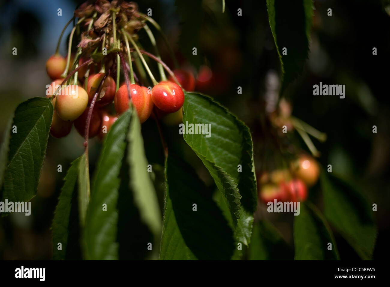 Morello cherries in an orchard in the French Way of St. James Way, El