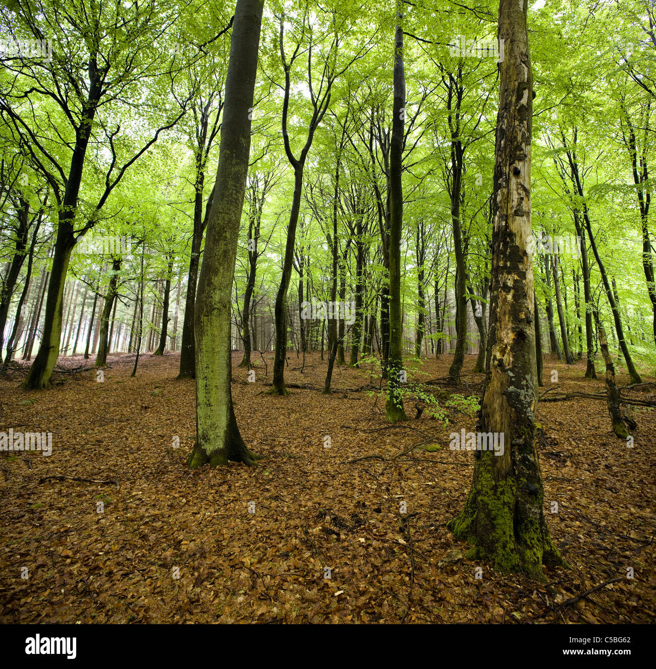 Southern beech leaves hi-res stock photography and images - Alamy