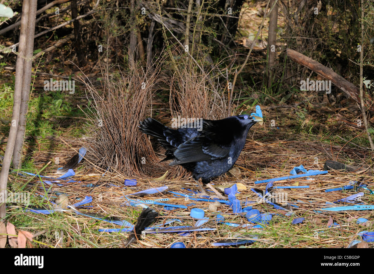 Satin Bowerbird Ptilonorhynchus violaceus Male arranging ornaments at bower Photographed in ACT, Australia Stock Photo