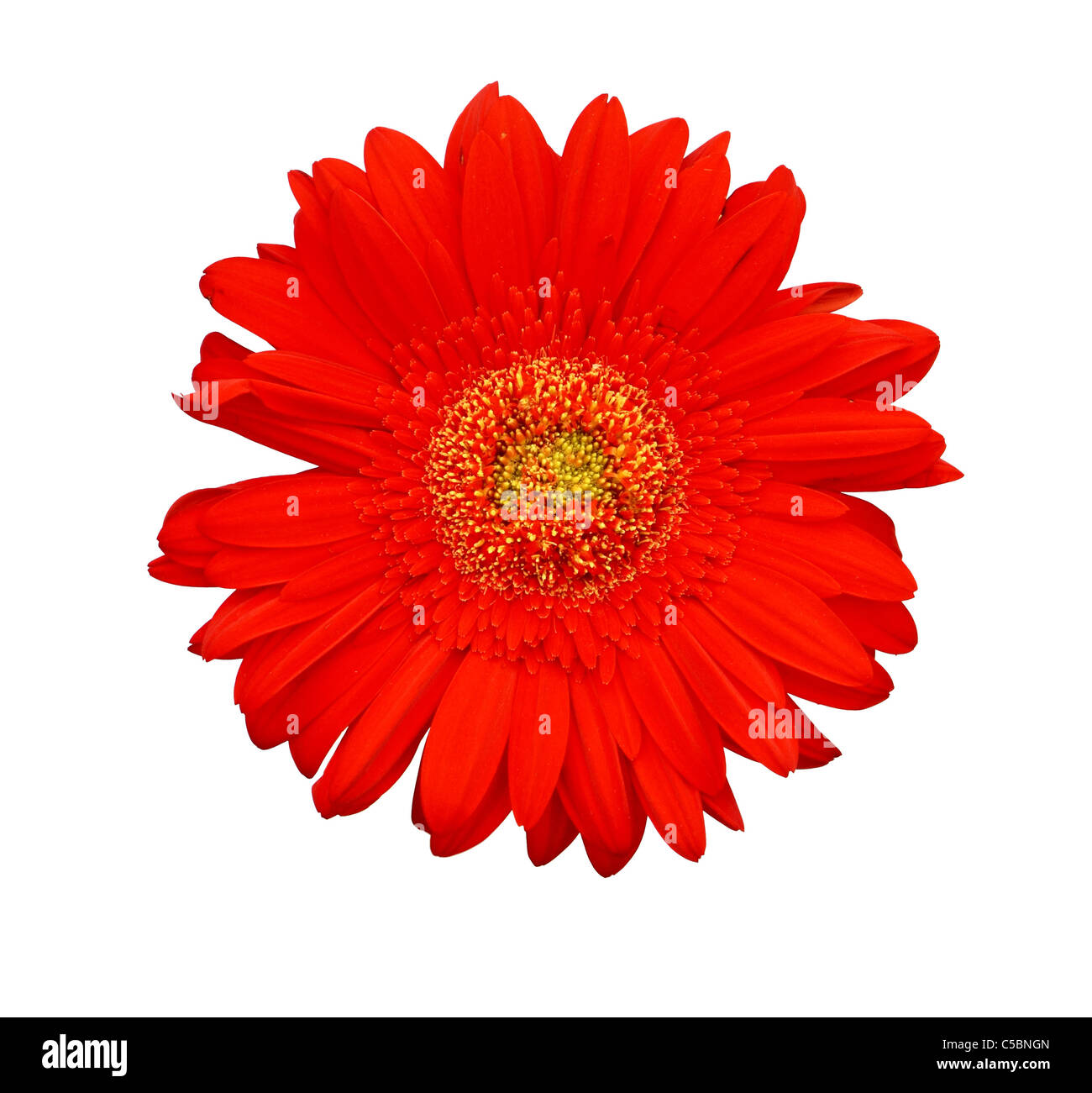 Flower of red daisy gerbera isolated on white Stock Photo - Alamy