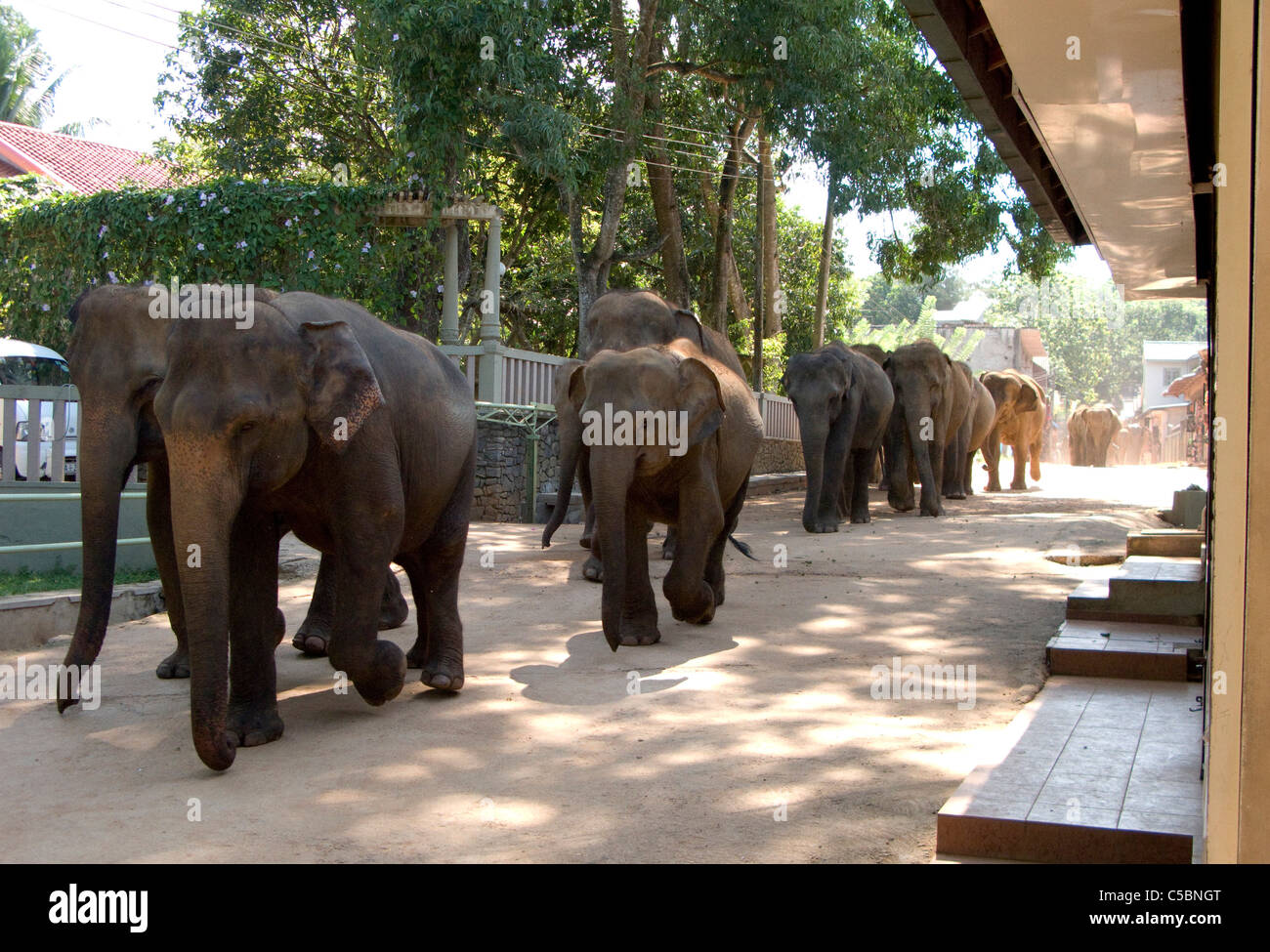 The elephants troop through the town of Pinnewala to the Ma Oya river for their morning bathe. Sri Lanka. Stock Photo