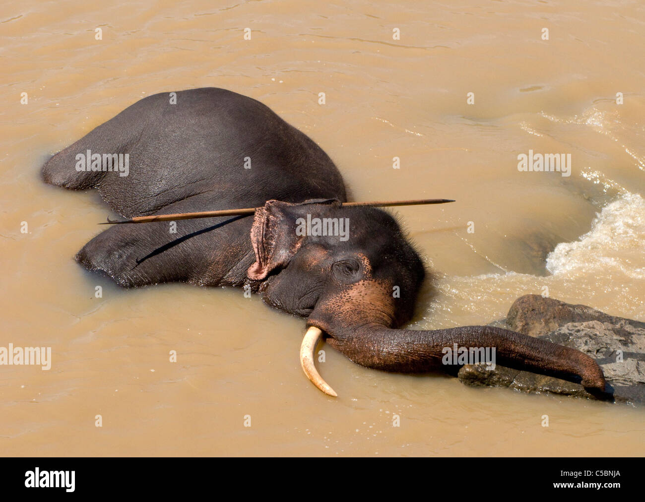 An older matriarch elephant relaxes in the water of the Ma Oya river. Pinnewala Elephant Orphanage, Sri Lanka. Stock Photo