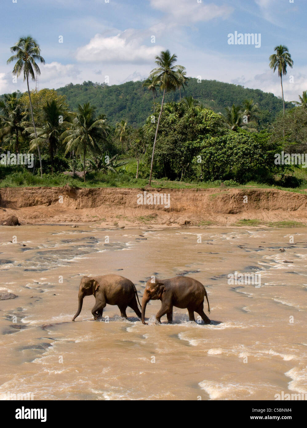 A pair of elephant orphans splash through the gentle waters of the Ma Oya river. Pinnewala Elephant Orphanage, Sri Lanka. Stock Photo
