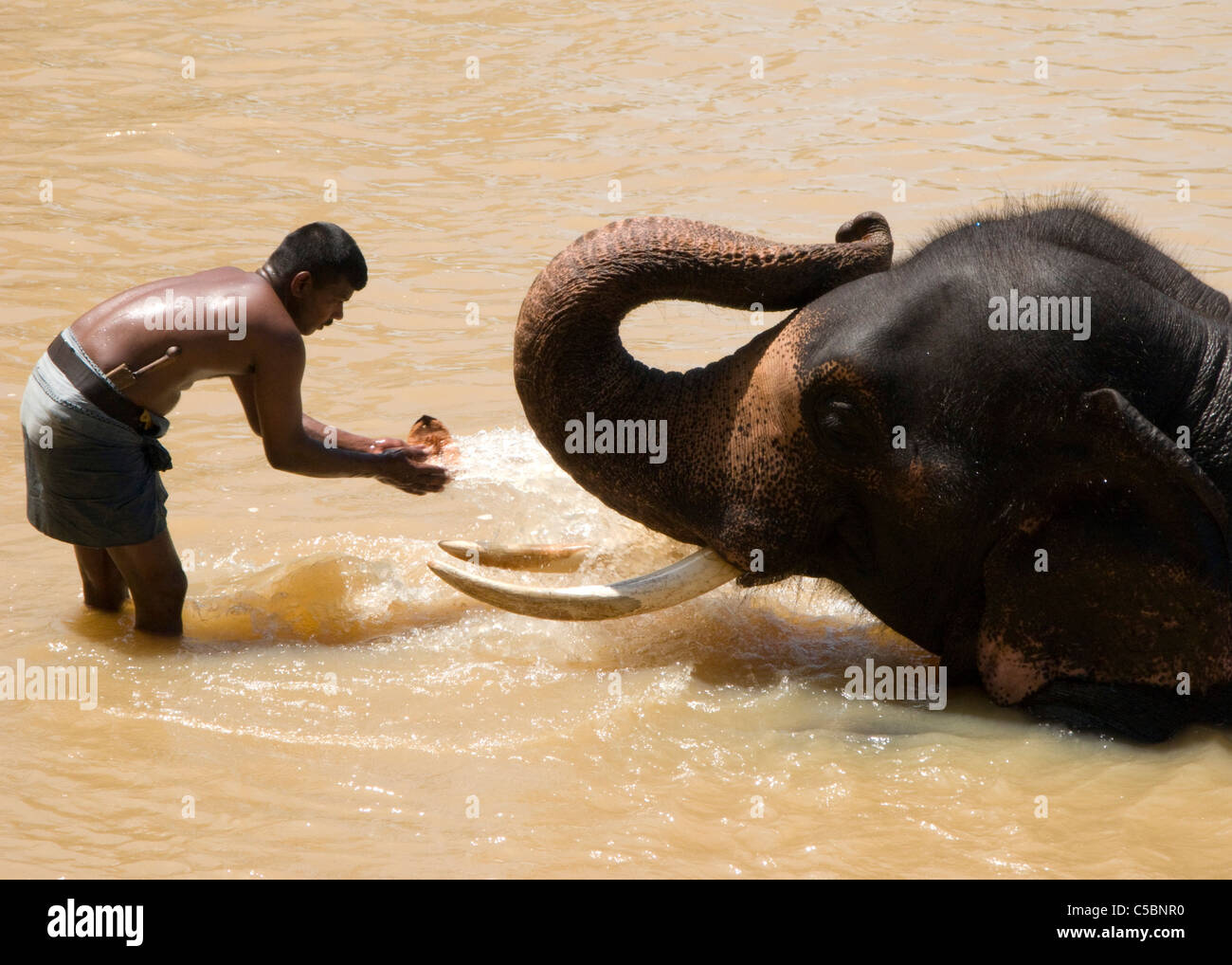 A matriarch elephant is washed down by her handler in the waters of the Ma Oya river. Pinnewala Elephant Orphanage, Sri Lanka. Stock Photo