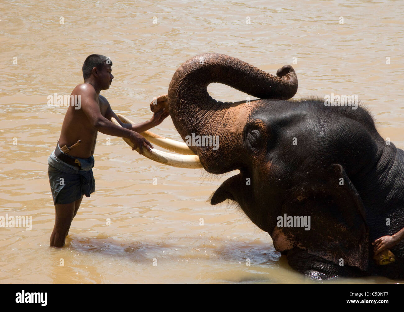 A matriarch elephant is washed down by her handler in the waters of the Ma Oya river. Pinnewala Elephant Orphanage, Sri Lanka. Stock Photo