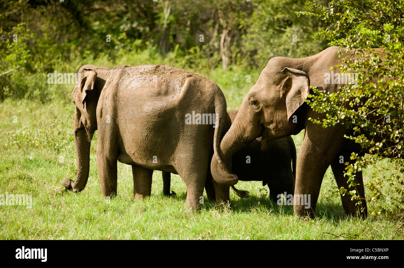 A grazing herd of Elephants. Minneriya national park. Sri Lanka. Stock Photo