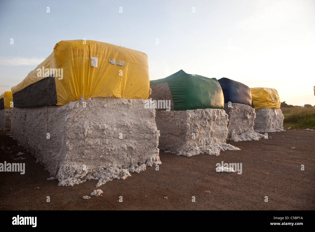 Large cotton bales covered with yellow tarps sit in a cotton field in East Texas. Stock Photo