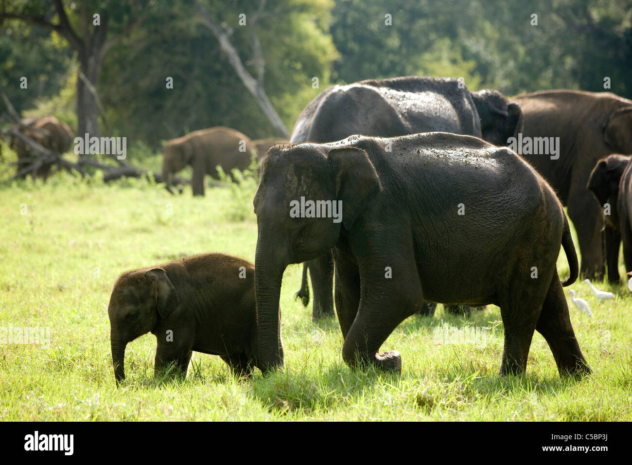 A grazing herd of Elephants. Minneriya national park. Sri Lanka. Stock Photo