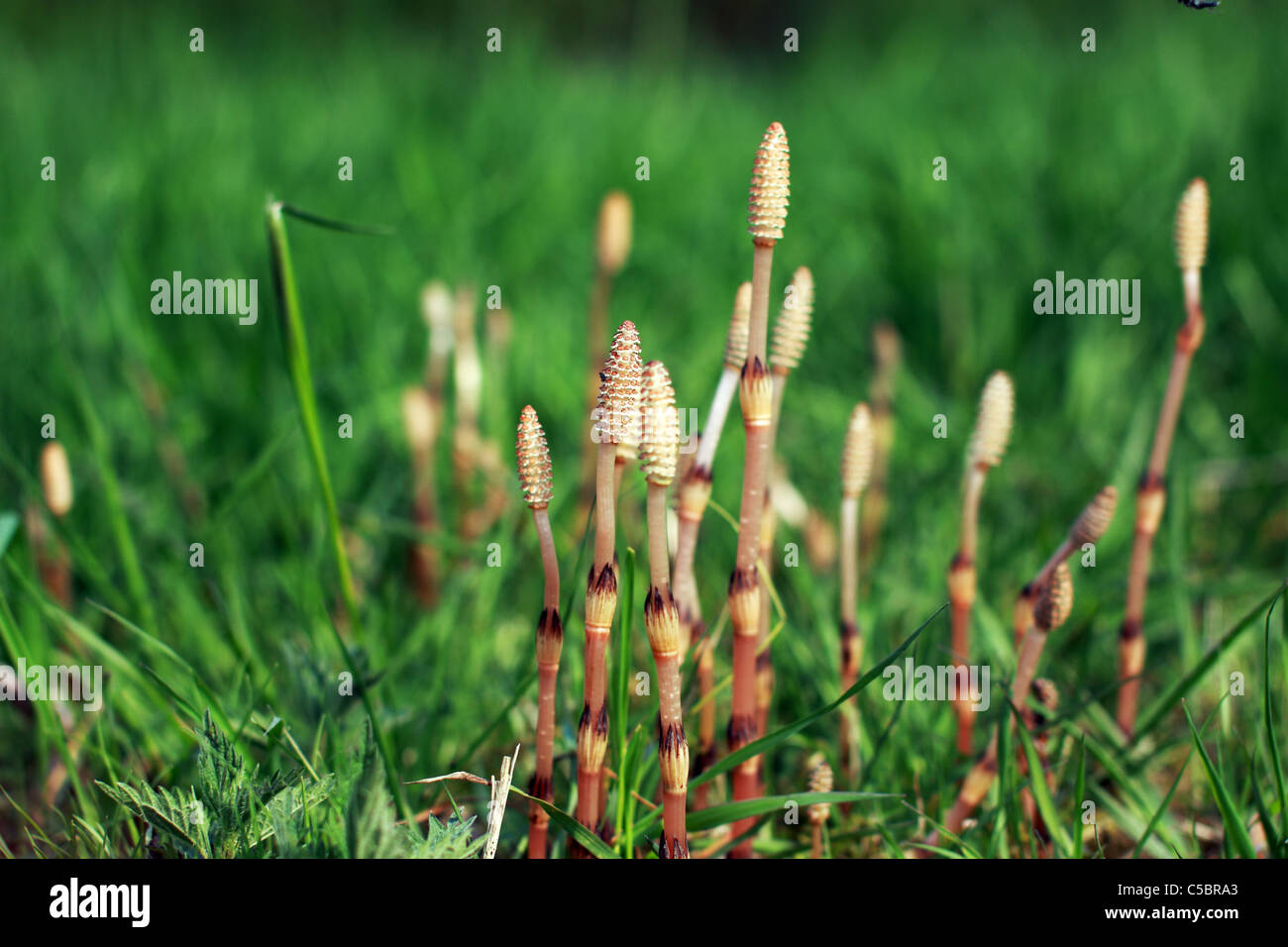 young Equisetum - horsetail outdoor in the spring Stock Photo