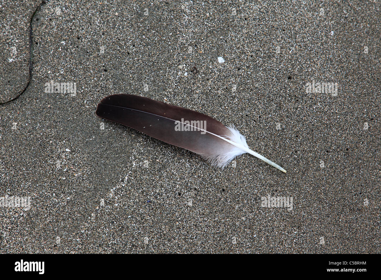 78,600+ Eagle Feather Stock Photos, Pictures & Royalty-Free Images - iStock