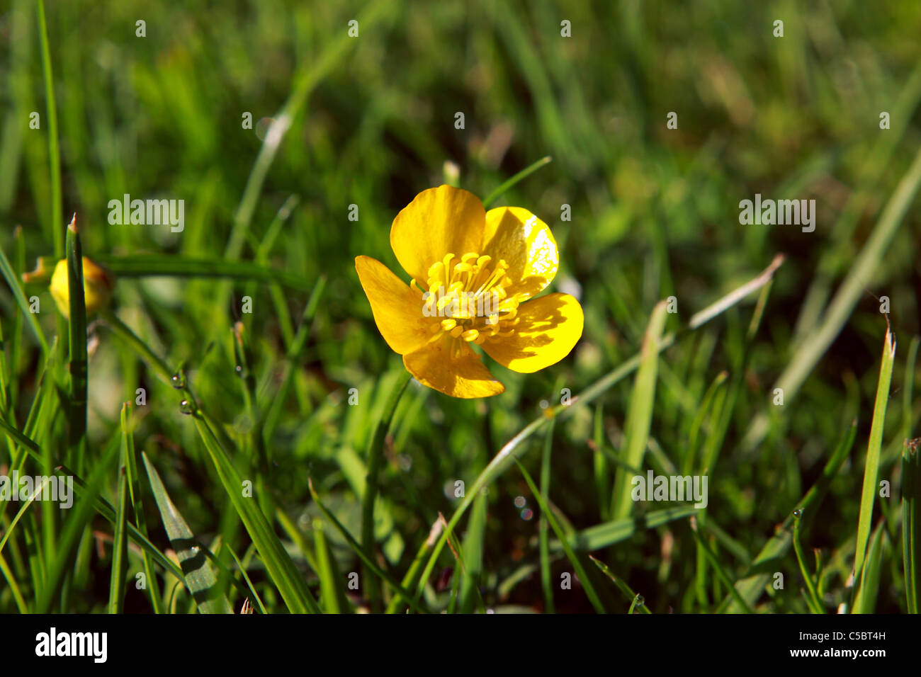 yellow flower of Potentilla sp. in the grass close up Stock Photo
