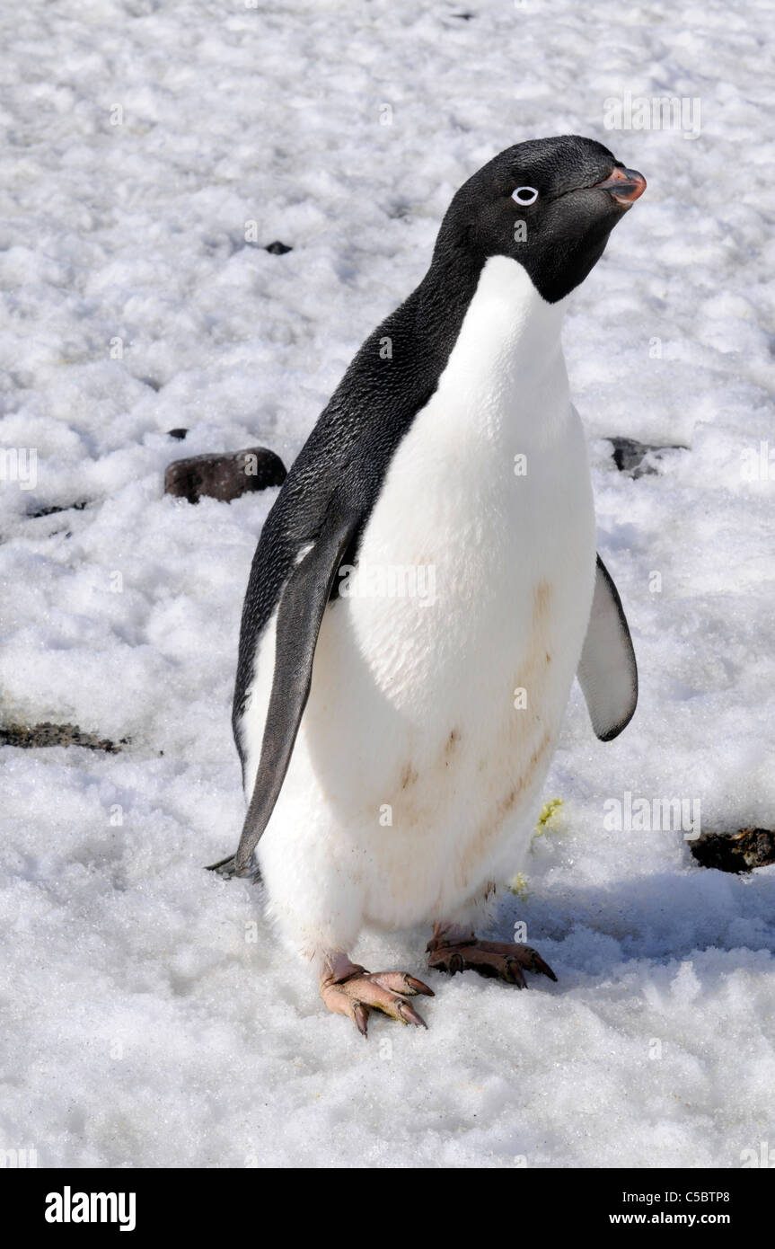 Adelie penguin on snow looking at camera close up in Antarctica Stock Photo