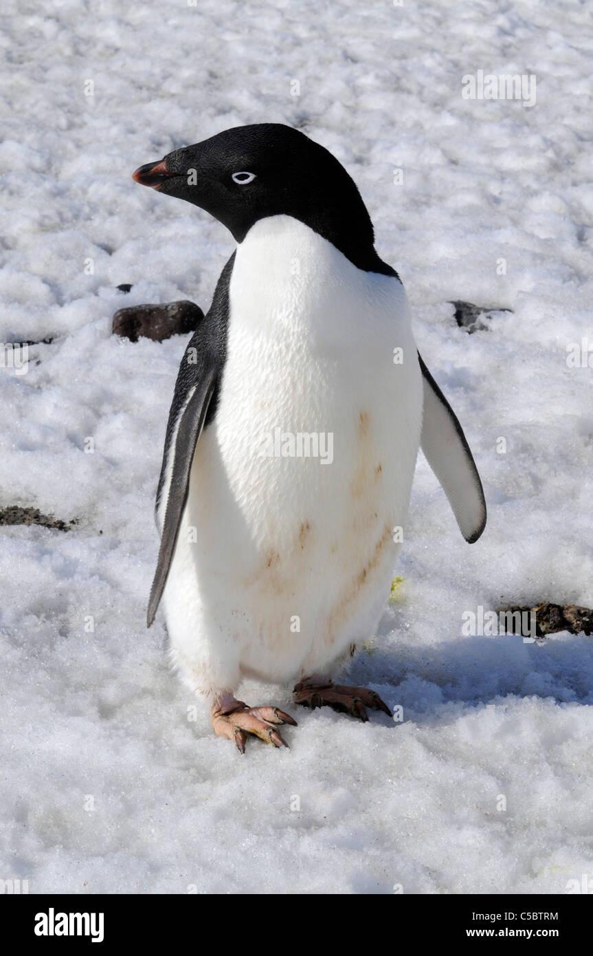 Adelie penguin on snow looking at camera close up in Antarctica Stock Photo