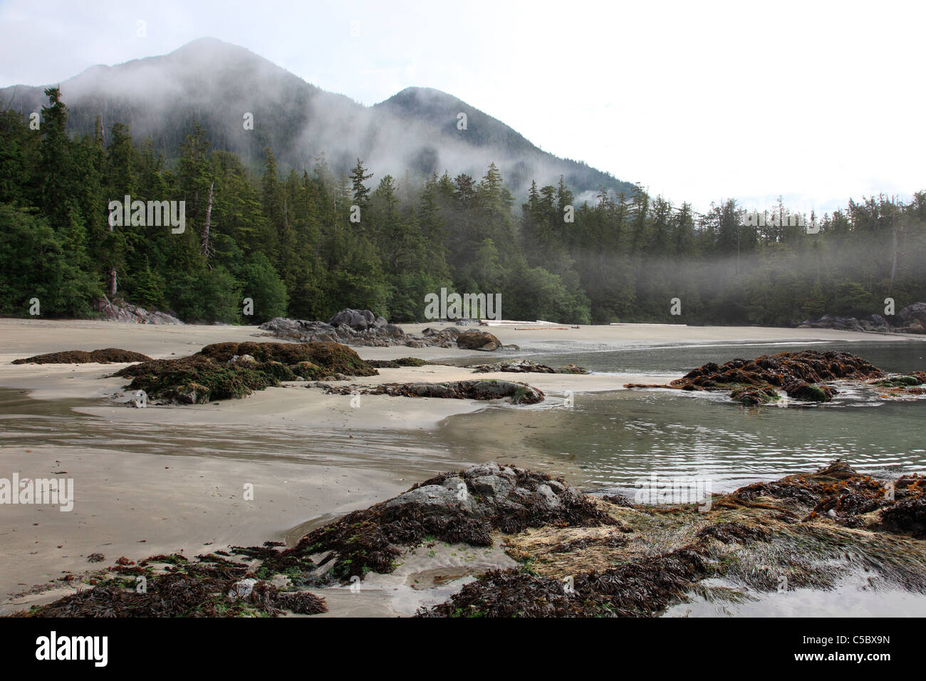 Sandy beach in front of Catface mountain near Tofino BC Canada at low tide on a foggy summer morning in July Stock Photo
