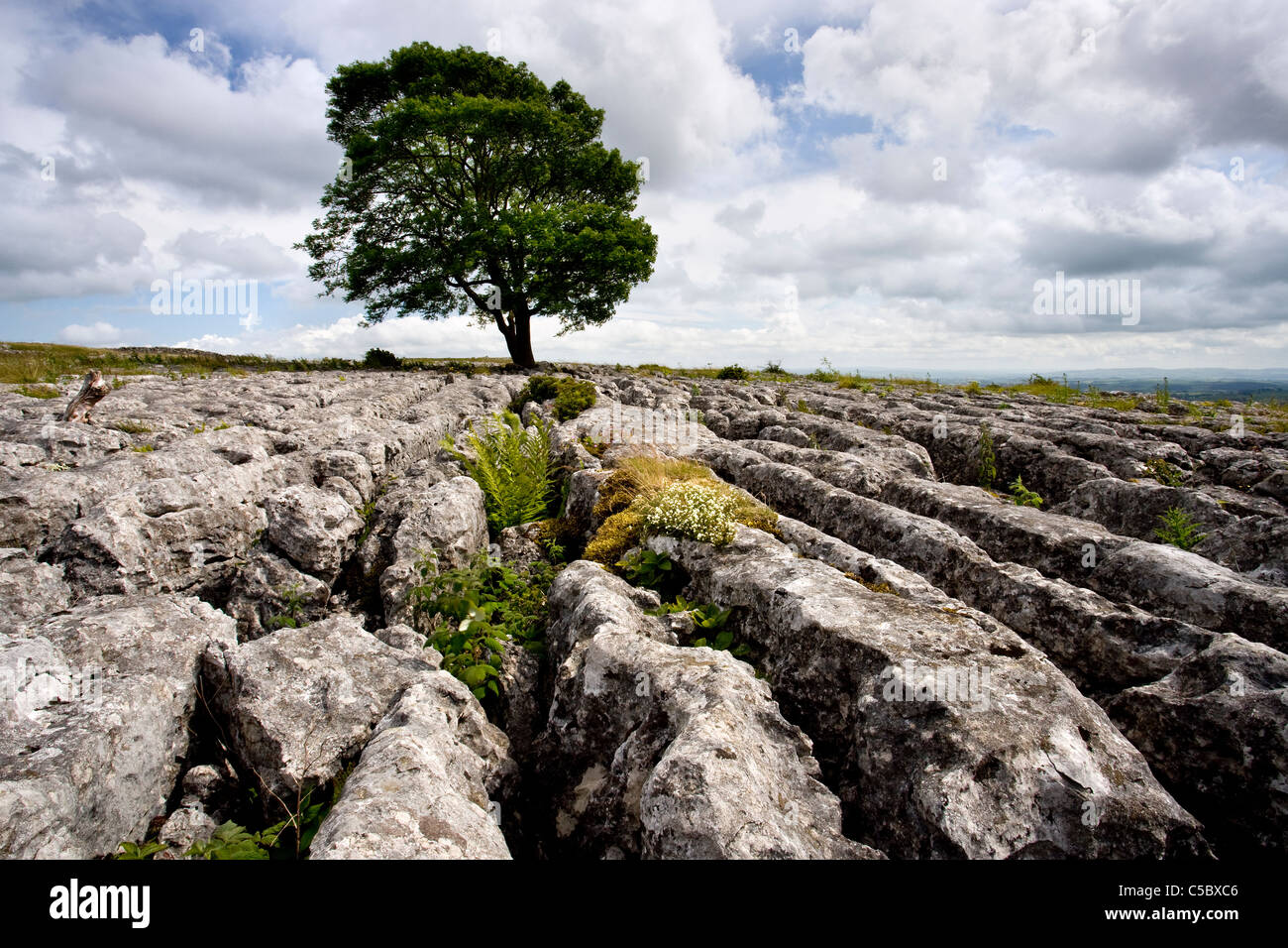 Lone tree malham cove hires stock photography and images Alamy
