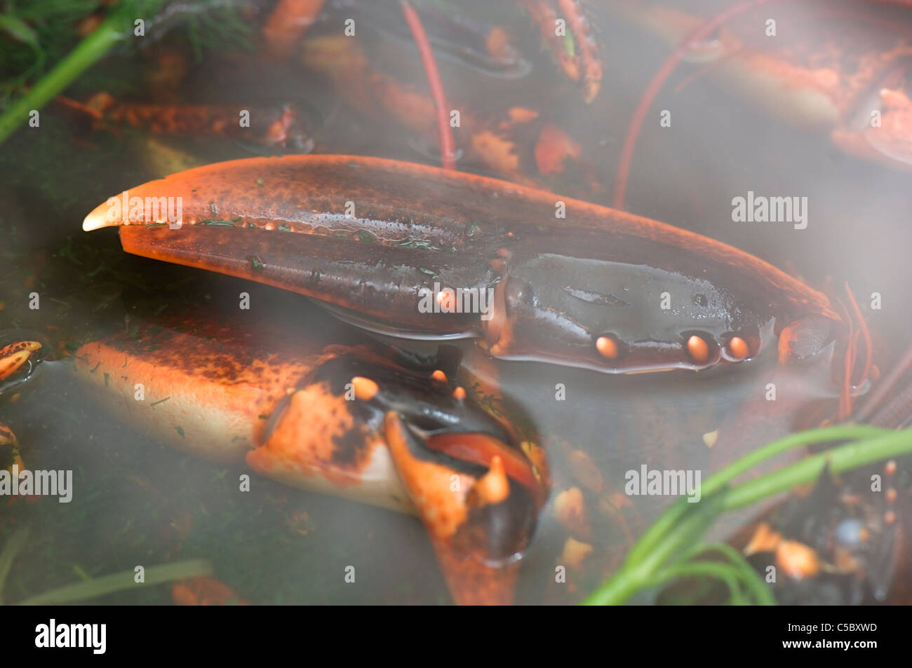 Boiling shells hi-res stock photography and images - Alamy