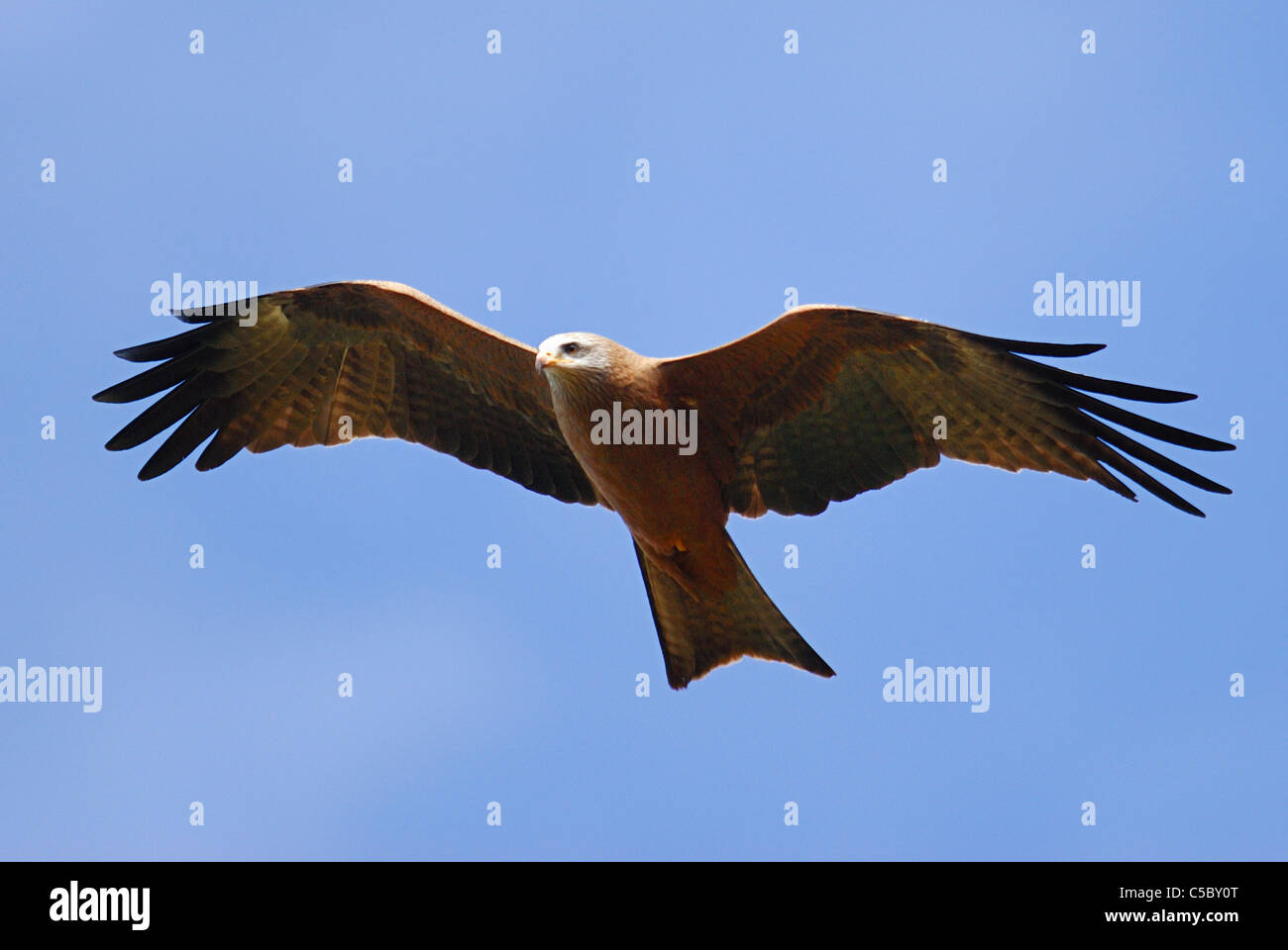 Yellow-billed kite (Milvus aegyptius) flying over the Berenty Nature Reserve, southern Madagascar Stock Photo