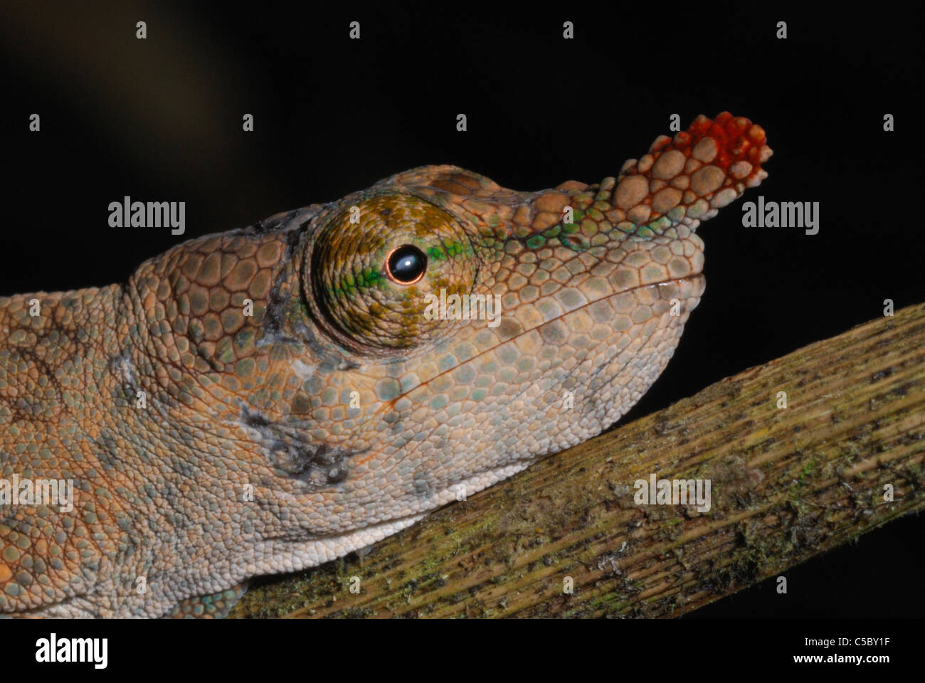 Female Lance-nosed Chameleon (Calumma gallus) in  eastern Madagascar. August 2010. Stock Photo
