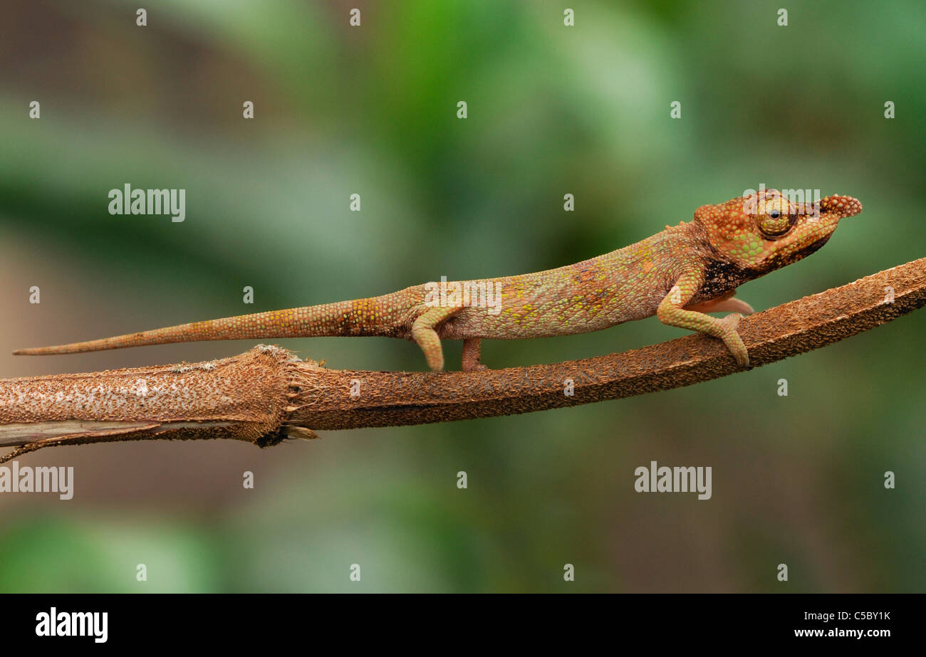 Female Lance-nosed Chameleon (Calumma gallus) in the Madagascar rain forest Stock Photo