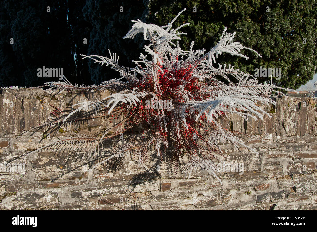 frosty cotoneaster shrub with red berries on wall in winter Stock Photo