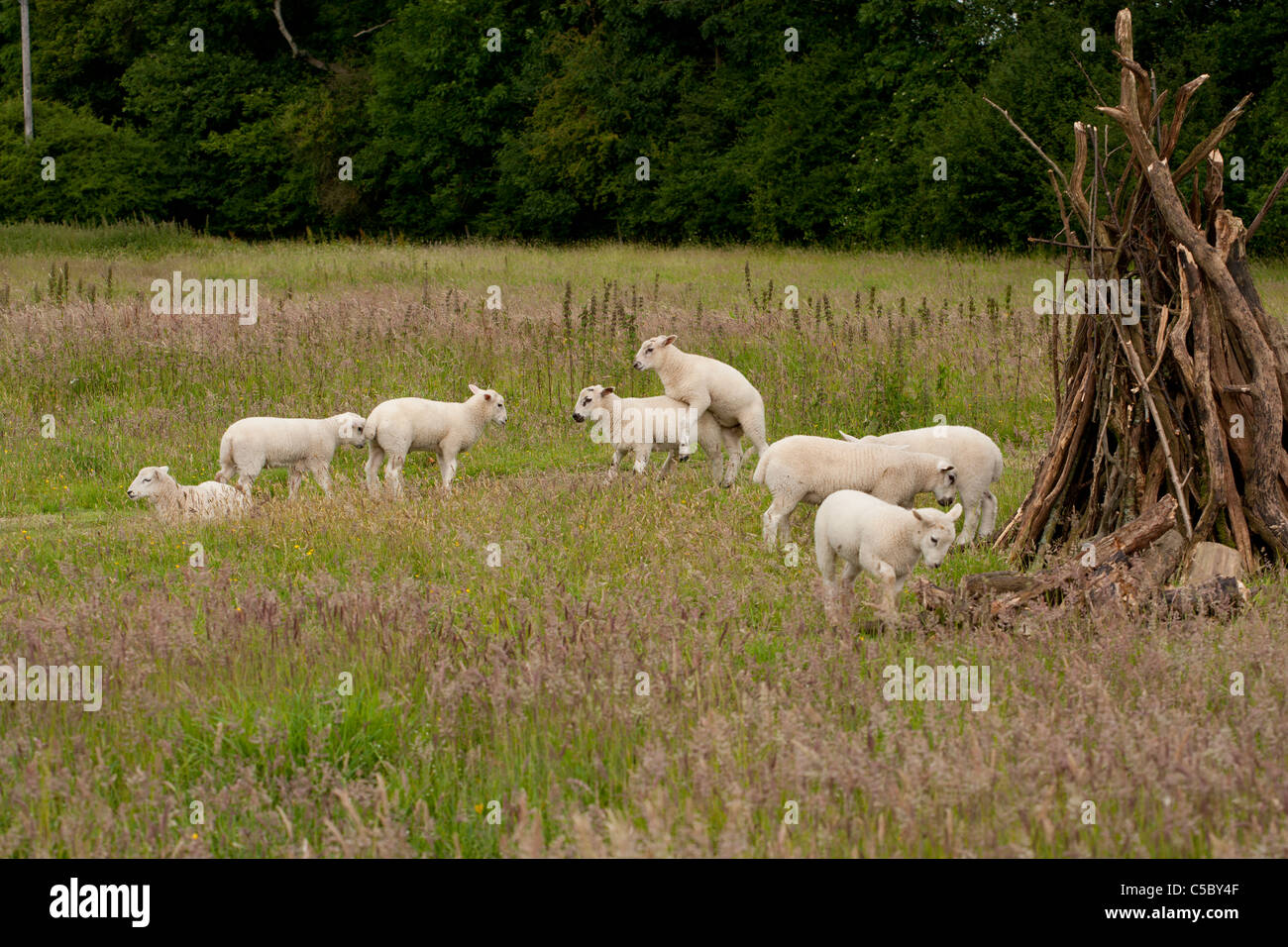 Lambs in a field Stock Photo