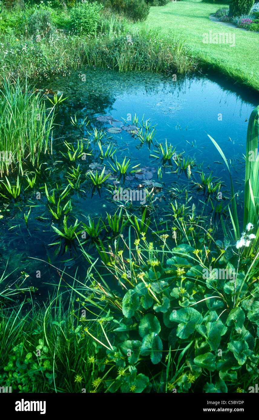 Garden pond suitable for amphibians, Lincolnshire, England. Stock Photo