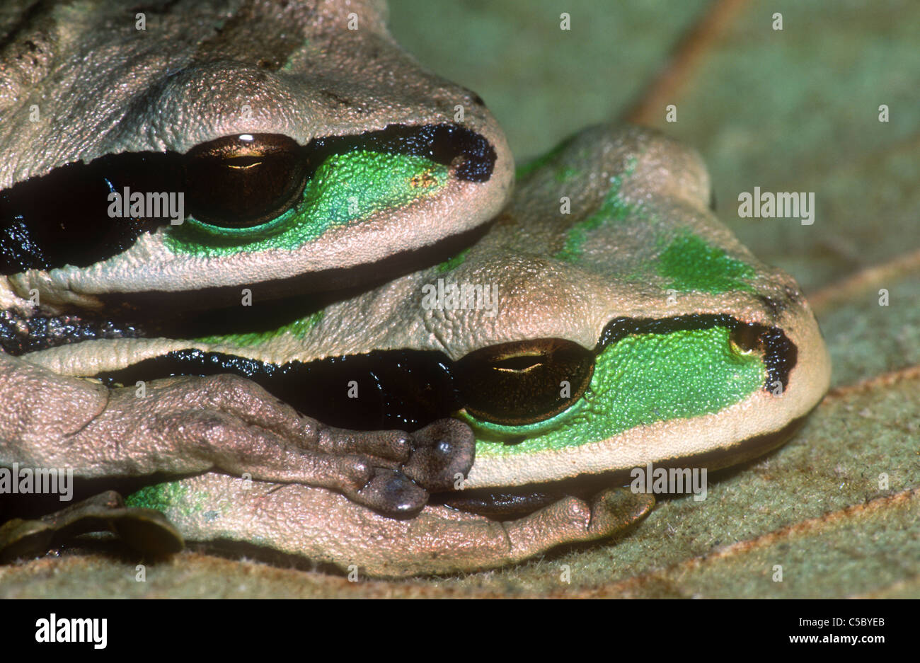 Amplexus Tree frog pair mating amplexus hi-res stock photography and images - Alamy