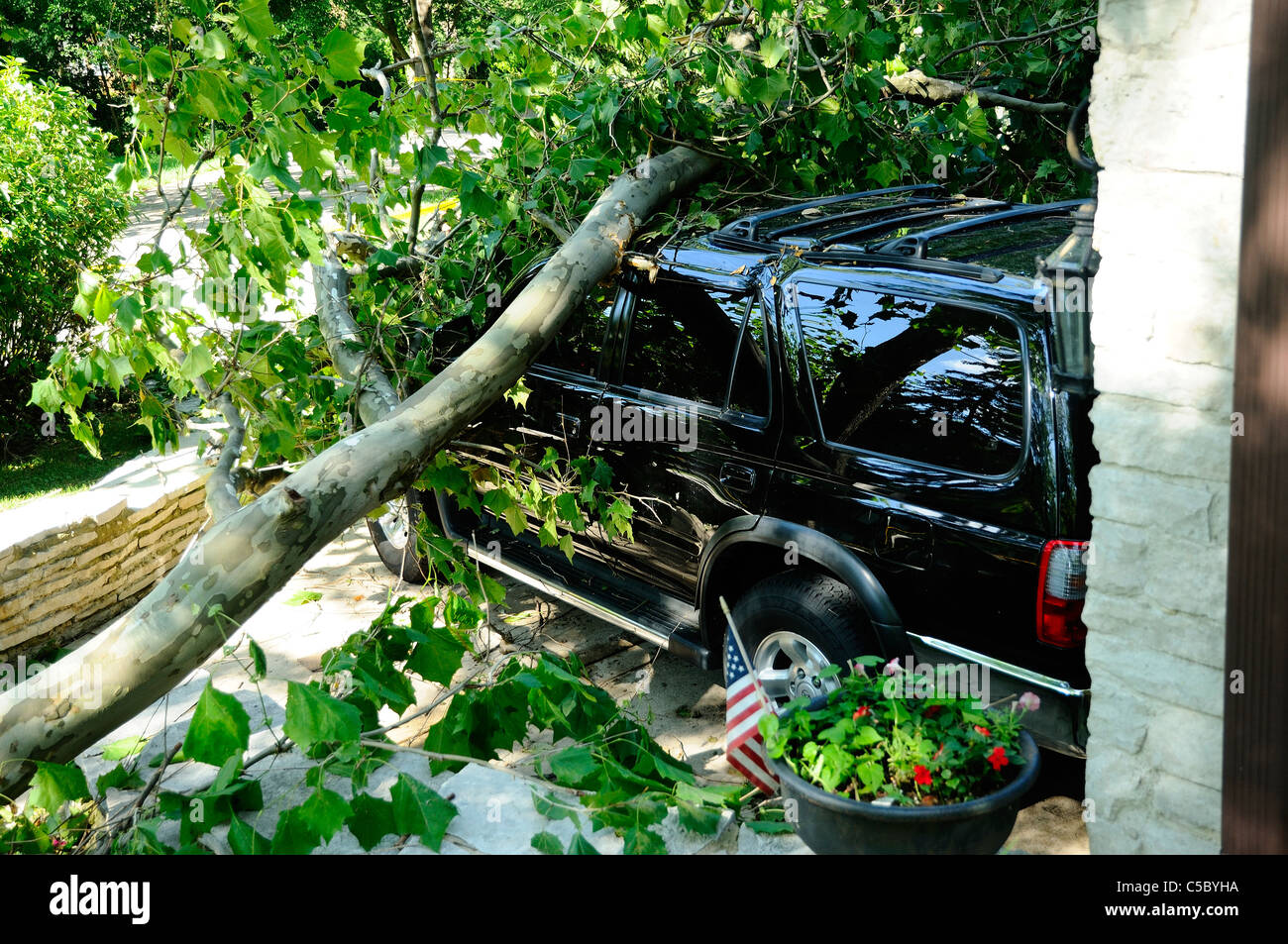 Storm damaged vehicle with downed tree crushing the roof Stock Photo