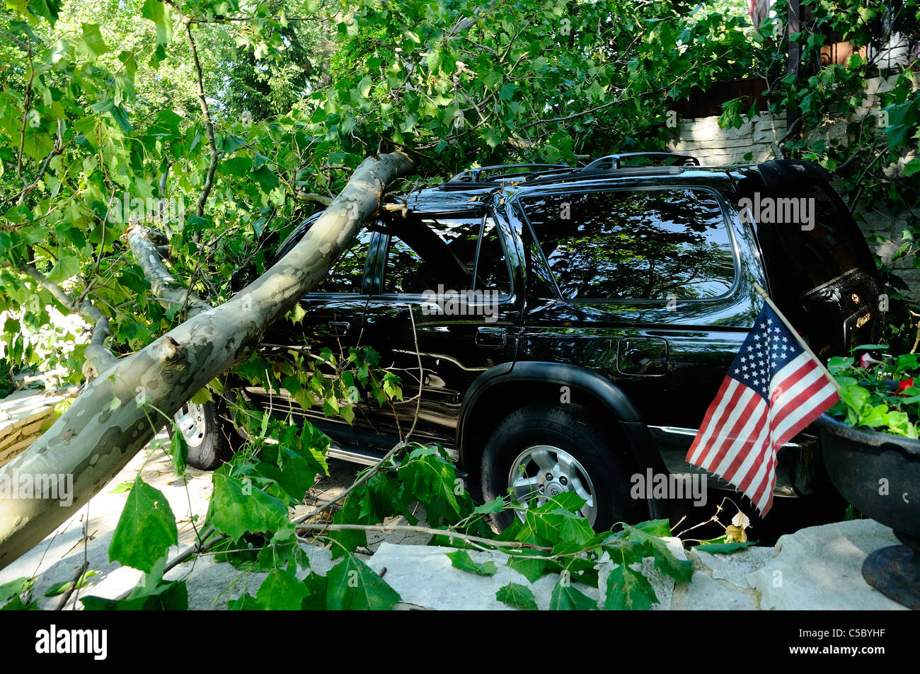 Storm damaged vehicle with downed tree crushing the roof Stock Photo