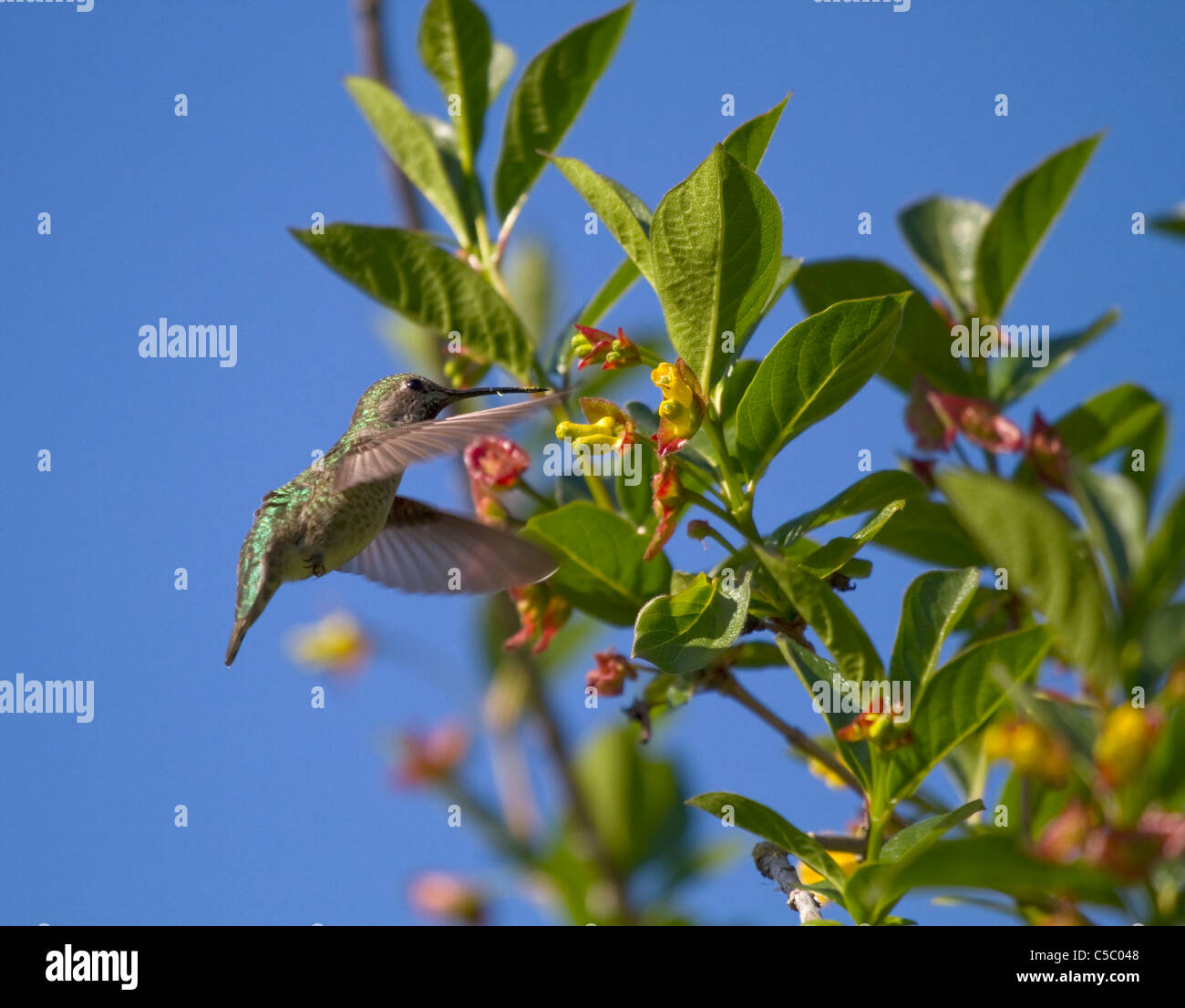 A hummingbird hovering and drinking nectar Stock Photo Alamy