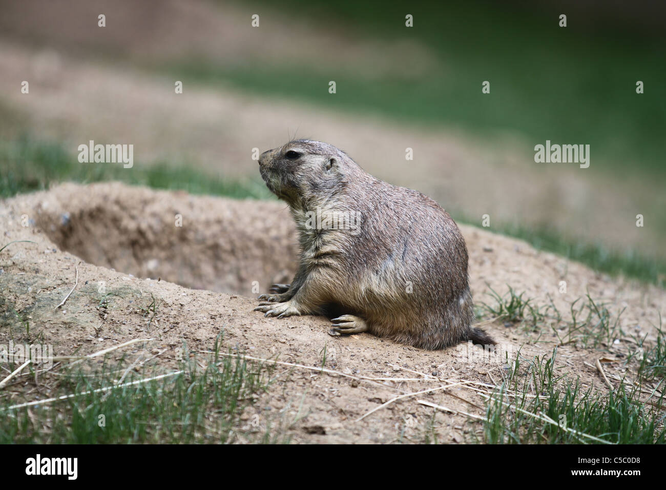 Prairie dog sitting beside the entrance of his burrow Stock Photo