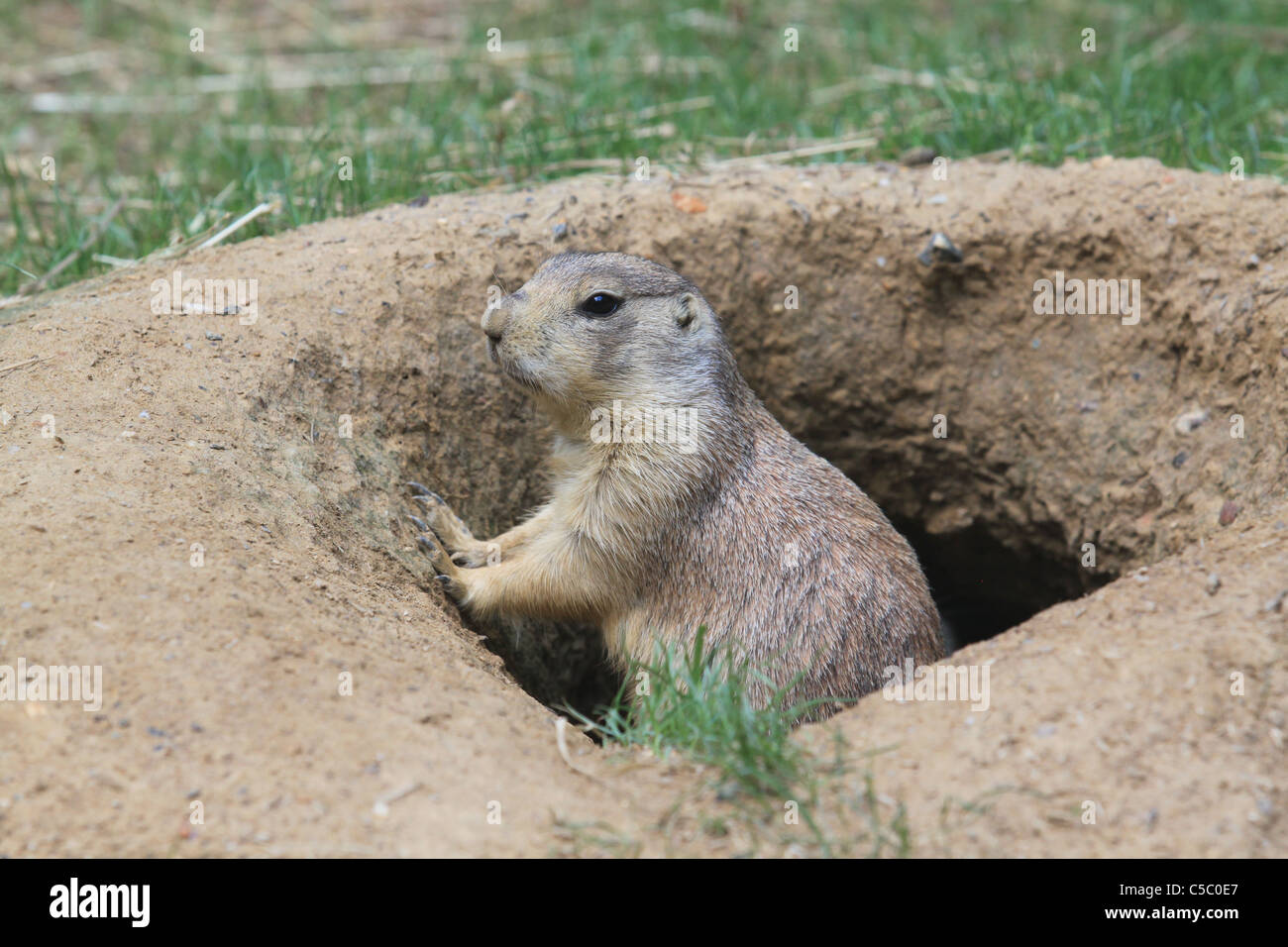 Prairie dog coming out of his hole Stock Photo