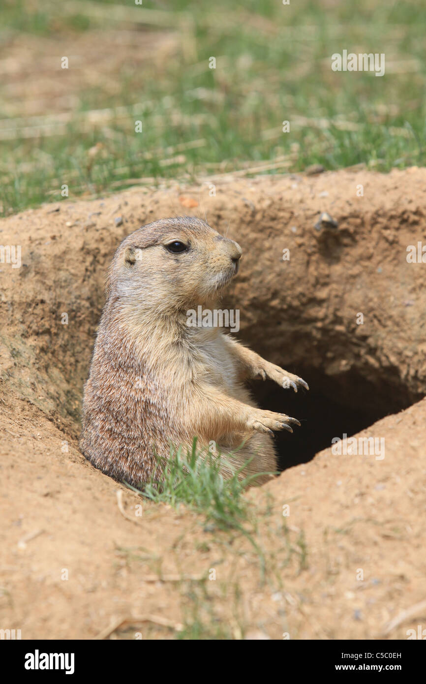 Prairie dog peeking out of his burrow, profile looking right Stock Photo